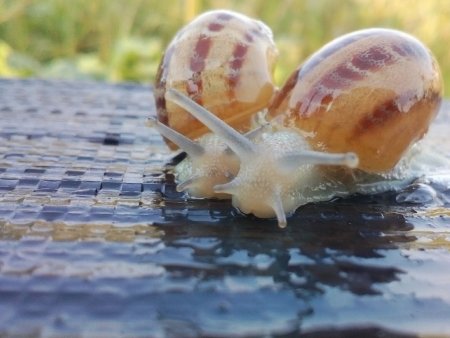 Закарпатцям на замітку: що потрібно знати, аби відкрити равликову ферму (ФОТО)