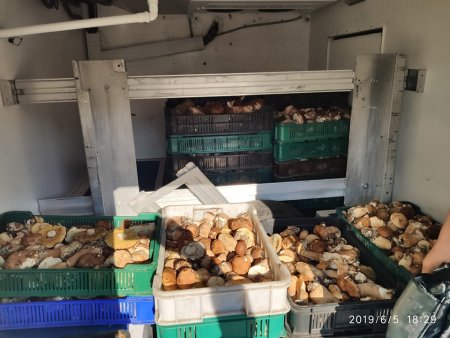 На Хустщині гриби продають ящиками з мікроавтобусів (+ФОТО)