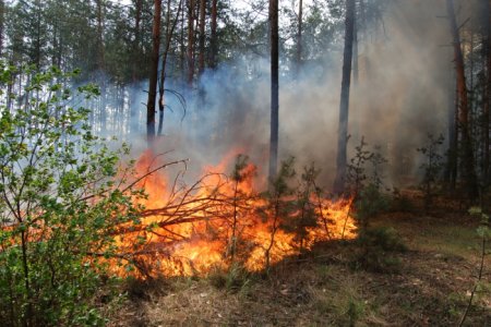Потепління та пожежну небезпеку прогнозують синоптики закарпатцям