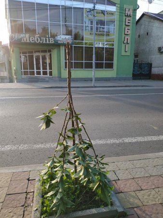 У Хусті вандали поламали молоді дерева (ФОТО)