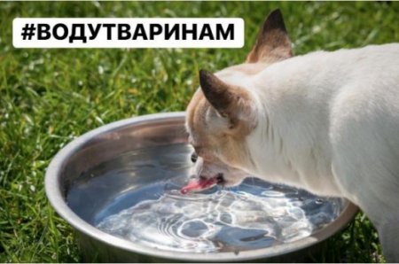 На Закарпатті організували флешмоб "Воду тваринам!"