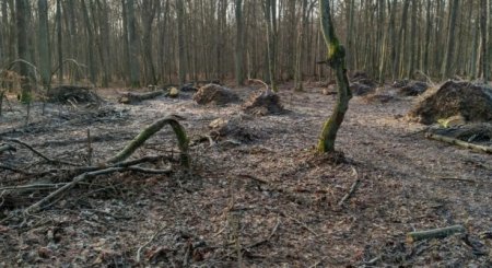 На понад 300 тис грн оштрафували один з лісгоспів Тячівщини