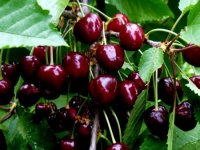 Рання черешня на закарпатських ринках скоро закінчиться