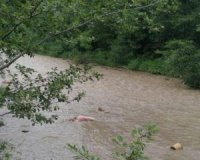 Загибель 5 людей на Закарпатті: спростували інформацію щодо лісорубів