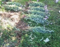 На Іршавщині під час обшуку поліцейські вилучили рослини снотворного маку