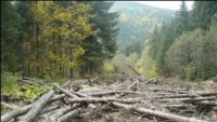 На Закарпатті безжально знищують ліс: Місцеві оприлюднили кординати беззаконної рубки лісу