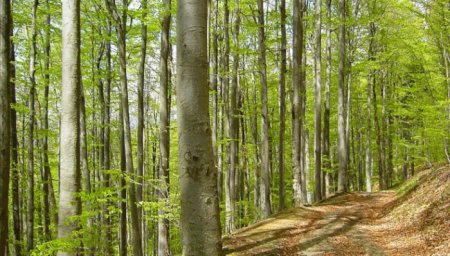 Закарпатці, а ви знаєте цікаві факти про ліс?