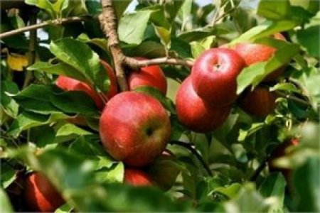 Держстат назвав продукти, які найбільше подорожчали від початку року