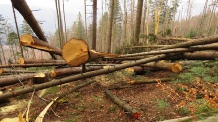 У лісівництвах на Тячівщині виявили незаконні рубки: прокуратура зареєструвала кримінальне провадження