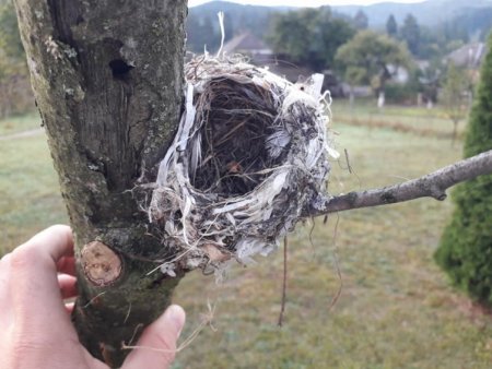 На Закарпатті знайшли пташине гніздо, звите з пластикового сміття (+ФОТО)