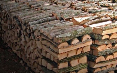 Лісівники забезпечать берегівчан дровами на увесь опалювальний сезон (ФОТО)