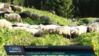 Спосіб життя вівчарів на полонинах Рахівщини зберігається вже століттями (відео)
