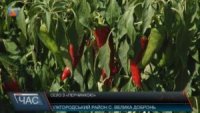 У закарпатській «столиці паприки» – Великій Доброні дозріває перець (ВІДЕО)