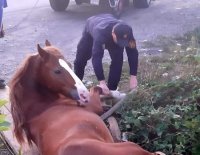 Рятувальники витягли коня, який потрапив до шахти комунікаційних мереж