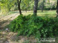 Іршавська поліція вилучила близько 200 кущів коноплі (ФОТО)