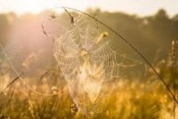 “Бабине літо” в Україні розпочнеться з 23 вересня
