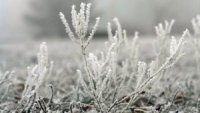 Перші заморозки та сніг чекають вже цього тижня на Закарпатті (ВІДЕО)