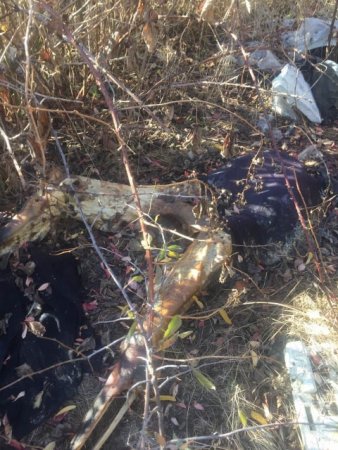 У полі біля Виноградова знайшли напівскелетований труп людини (ФОТО 18+)