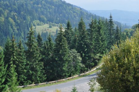 Лісівники Закарпаття запевняють, що мають програму по розвитку та збереженню зелених багатств краю