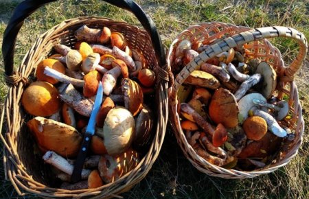 Хто рано встає: У Перечинських лісах також вистачає грибів (ФОТО)