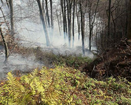 Вбережімо ліс: На Закарпатті сталась понад 1500 пожеж в цьому році через людську безвідповідальність (ФОТО)