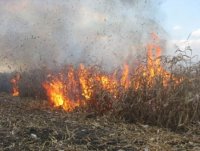 Півтора гектара кукурудзи згоріло на Берегівщині