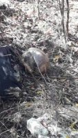 Стали відомі нові подробиці про знайдений у полі на Закарпатті труп людини (ВІДЕО)