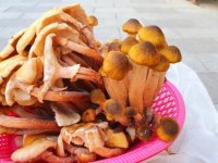 По скільки на Закарпатських ринках нині королівські опеньки