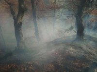 На Закарпатті горів ліс: Обійшлося без значних втрат