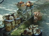 Заробіток на "тихому полюванні": в закарпатських селах люди заробляють на грибах (ВІДЕО)