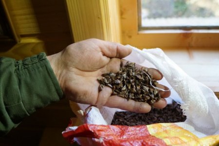 Головний лісівник Закарпаття: Основне наше завдання – зберегти, відновити і примножити ліси