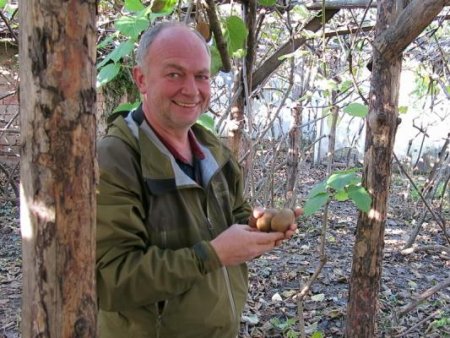 Понад тонну ківі зібрав закарпатський селекціонер Генріх Стратон (+ФОТО)