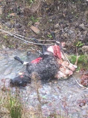 У гірському селі на Закарпатті вовки загризли 4-х овець (+ФОТО)