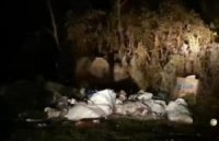 Як у Карпатах ведмедик шукає собі харч серед сміття (ВІДЕО)