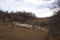 На Тячівщині вівчарі хвилюються за майбутнє свого ремесла (ФОТО)