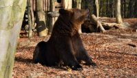 Ведмеді в Карпатах ще не залягають в барлоги через осіннє тепло