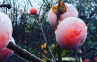 Їжа богів:закарпатці вирощують вдома екзотичний фрукт (ФОТО)