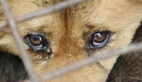 За жорстокість відповідатимуть по заслузі: Збільшили штрафи за знущання над тваринами. Що змінилося?