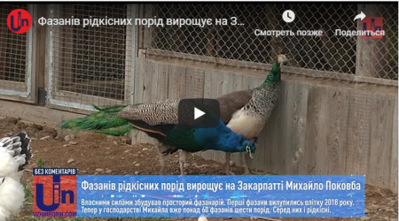 Незвично і колоритно: закарпатець вирощує фазанів (ВІДЕО)