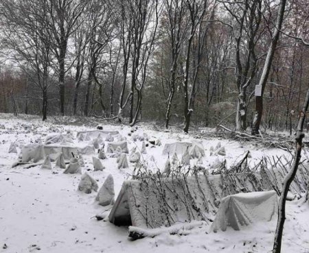 Унікальні фото: як на Закарпатті зимує чайна плантація