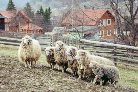У Закарпатті майже вдвічі скоротилося промислове поголів’я овець і кіз