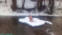На Закарпатті місцеві моржі відкривають купальний сезон в ополонці (ФОТО)