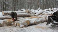 Відтепер закарпатці через смартфон зможуть перевірити законність вирубки лісу (ВІДЕО)