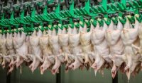 Із січня українську курятину перевірятимуть на антибіотики