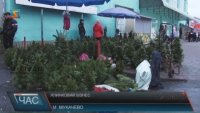 Ялинки в Ужгороді та Мукачеві продають і сертифіковані, і нелегальні