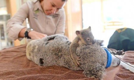 «Я не залишу тебе, мамо»: історія фотографії, яка облетіла світ