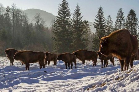 У засніжених Карпатах сфотографували стадо місцевих зубрів